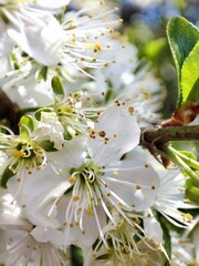 white flowers of a apple tree in macro 