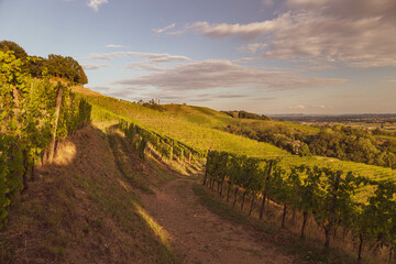 Fototapeta premium Colorful sunset in the vineyards of Savorgnano del Torre