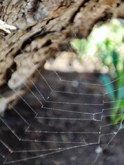 spider on web in macro 