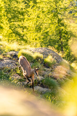 chamois alps