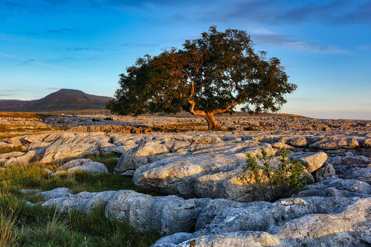 Tree Growing out of Limestone Pavement with Ingleborough in the background, Yorkshire Dales, England, UK.