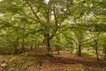 Bosque puerto de Opacua (Alava) País Vasco, España
