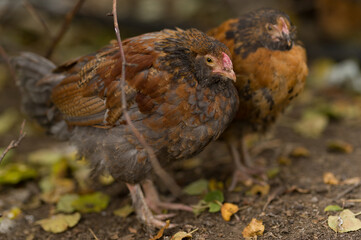 chicken in the farm, chicken chick