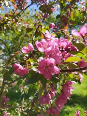 delicate fragrant light pink inflorescences of a decorative apple tree on a blurry spring background