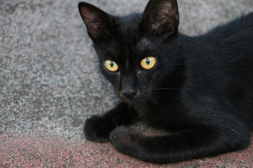 selected focus, black cute cat with yellow eyes
