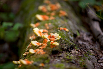 Mushrooms growing alongside a hiking trail in an Ontario Provincial Park.