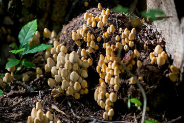 Mushrooms growing alongside a hiking trail in an Ontario Provincial Park.