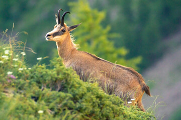 chamois in the alps