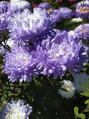 Autumn flowering aster with lilac flower petals