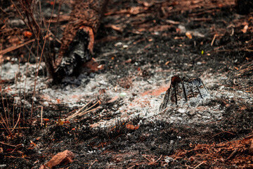 tree turned to ash after a heavy forest fire, burnt trees 