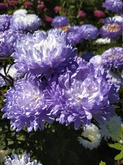 Autumn flowering aster with lilac flower petals