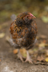 chicken in the farm, chicken chick