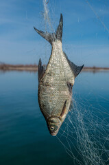 Fishing on the river, a fisherman caught a fish. Fishing spinning and nets, male hobby. Commercial fishing.