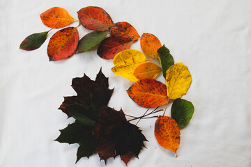 Fototapeta na wymiar Composition from variuos autumn leaves