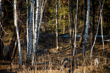 Winter landscape birch grove in a pine forest near the lake