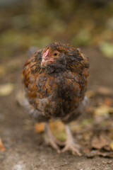 chicken in the farm, chicken chick