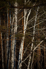 Birch trees in the forest in winter on a sunny day