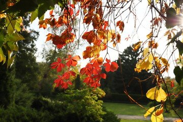 Park, jesień, Żelazowa Wola, liście