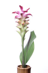 Fototapeta premium turmeric flower or ginger flower, red ginger on white background.