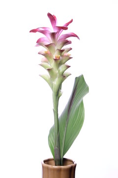 turmeric flower or ginger flower, red ginger on white background.