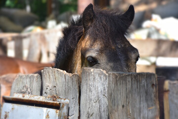 a little chestnut curious foal sadly looks out from behind a wooden fence 