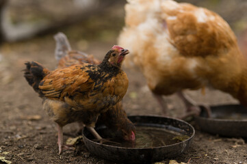 chicken chick drinks water