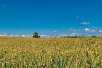field of wheat