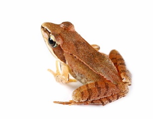 Agile frog (Rana dalmatina) isolated on white background
