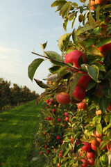 Sad jabłkowy, jesień, jabłoń, jabłko, owoce - obrazy, fototapety, plakaty