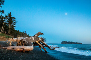 sunset in the beach with huge tree trunks from the coastal forest scattered in Rialto beach in Olympic national park in Washington State