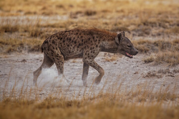 Naklejka na ściany i meble Spotted Hyena - Crocuta crocuta after meals walking in the park. Beautiful sunset or sunrise in Amboseli in Kenya, scavenger in the savanna, sandy and dusty place with the grass