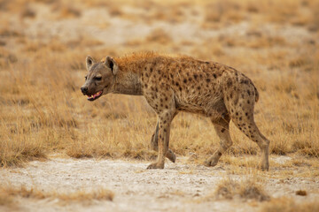 Naklejka na ściany i meble Spotted Hyena - Crocuta crocuta after meals walking in the park. Beautiful sunset or sunrise in Amboseli in Kenya, scavenger in the savanna, sandy and dusty place with the grass
