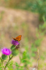 butterfly on flower