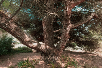 Fototapeta na wymiar Tree in a garden