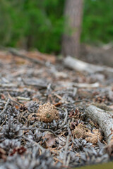 undergrowth