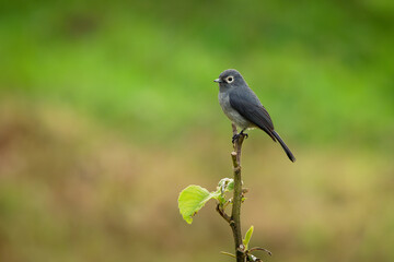 Obraz premium White-eyed Slaty-flycatcher - Melaenornis fischeri small grey passerine bird of Melaenornis, in Muscicapidae, native to the African highlands from Ethiopia, Kenya through Rwanda to Zaire and Malawi