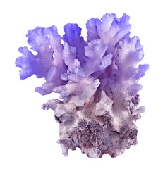 coral isolated on white background © Dmitry