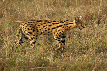 Serval - Leptailurus serval wild cat native to Africa, rare in North Africa and the Sahel, widespread in sub-Saharan countries, orange slender body with black spots and flecks in the savanna grass