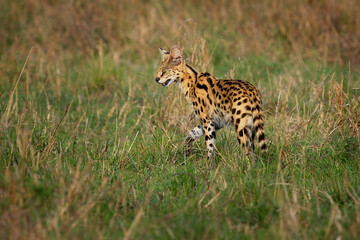 Serval - Leptailurus serval wild cat native to Africa, rare in North Africa and the Sahel, widespread in sub-Saharan countries, orange slender body with black spots and flecks in the savanna grass