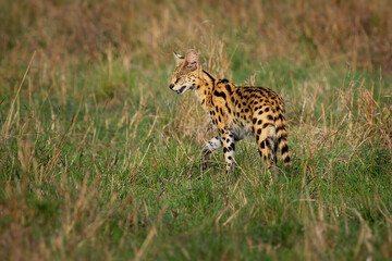 Serval - Leptailurus serval wild cat native to Africa, rare in North Africa and the Sahel,...