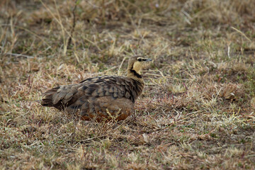 Yellow-throated Sandgrouse - Pterocles gutturalis species of bird in the family Pteroclidae, found in Angola, Botswana, Eritrea, Ethiopia, Kenya, Namibia, South Africa, Tanzania, Zambia, and Zimbabwe