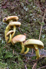 Schirmpilze an einem Baumstamm