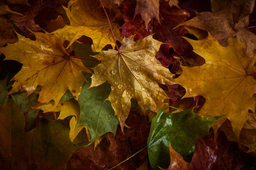 Colorful Autumn leaves with rain drops on them.