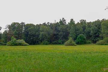 meadow in forest
