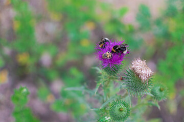 insects of thistle