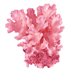 coral isolated on white background © Dmitry
