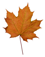 Colorful brown autumn maple leaf isolated on a white background. Top view.