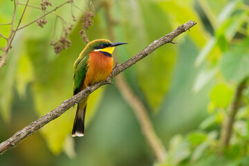 Cinnamon-chested Bee-eater - Merops oreobates green and rufous bird in Meropidae, found in Burundi, Congo, Ethiopia, Kenya, Rwanda, South Sudan, Tanzania, Uganda