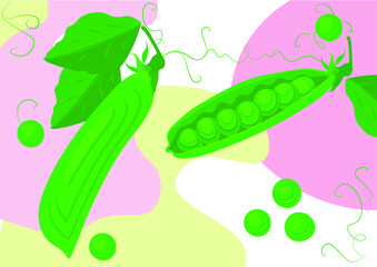 vector image fresh seasonal vegetables peas and peas in the section