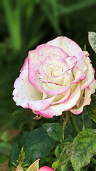pink rose with leaves